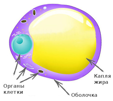 жировая клетка